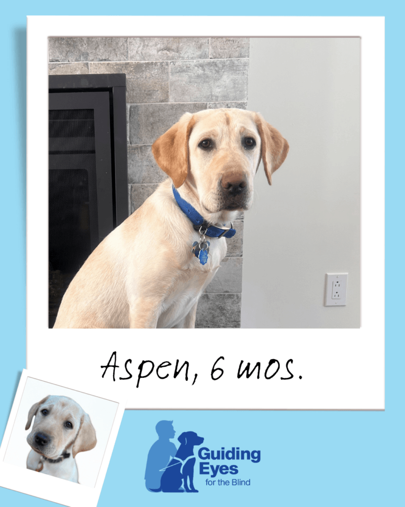 A polaroid style-graphic shows a yellow Labrador puppy sitting indoors. The Polaroid has a wide white bottom border. The text says “Aspen, 6 mos.” A small, tilted Polaroid inset of the puppy’s face is in the corner and the two-tone Guiding Eyes logo is below.