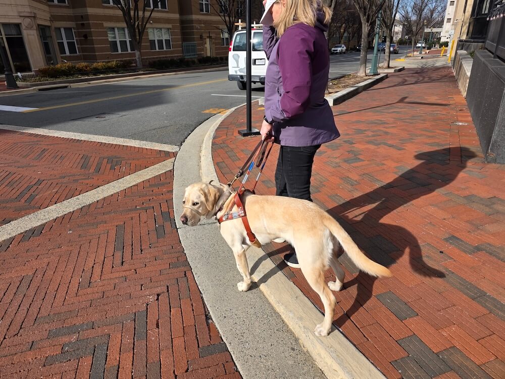 Guide Mia turns her head to look around while waiting at the curb at an intersection with handler Carol