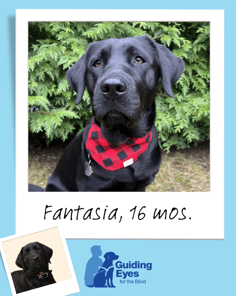 A Polaroid-style graphic shows a close-up of a black dog wearing a red-and-black checkered bandana, with the text “Fantasia, 16 mos.” At the bottom left there’s a small, tilted Polaroid-style inset photo of the same dog as a puppy. The two-tone Guiding Eyes logo is below.