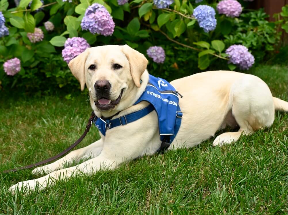 Yellow Lab Mia lies in the grass wearing her future guide jacket in front of colorful hydrangea.