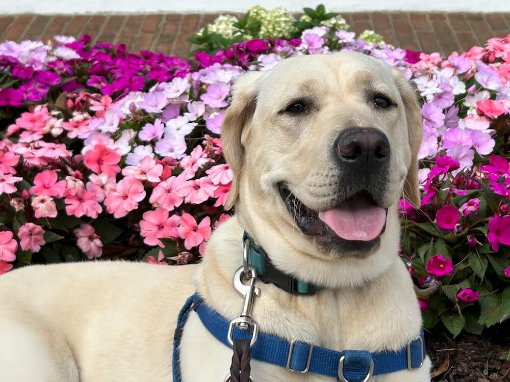 Pup on program Mia wears a happy expression against backdrop of impatiens in various pink hues