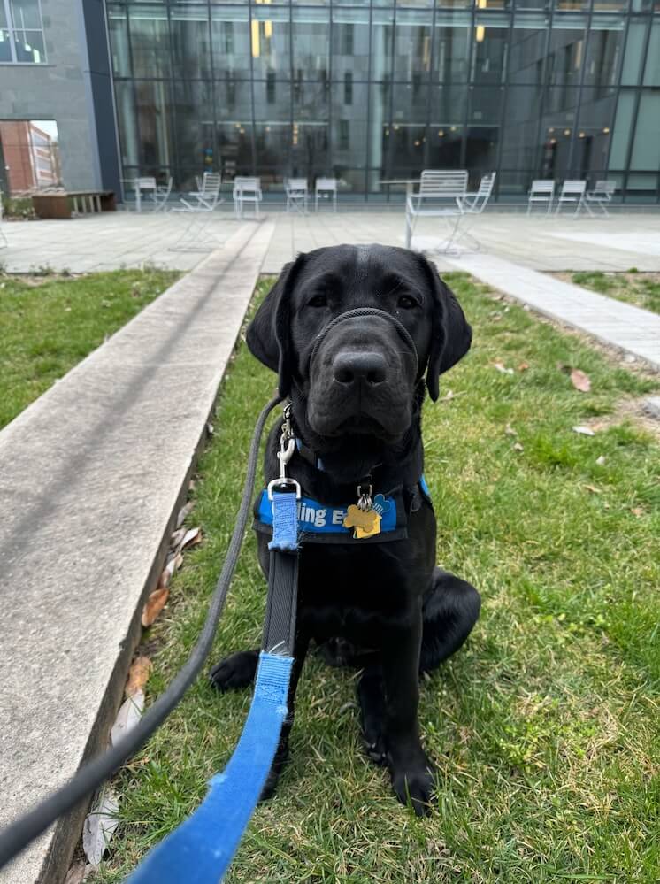 Black Lab pup Yodel wears a Guiding Eyes vest in front of a campus building