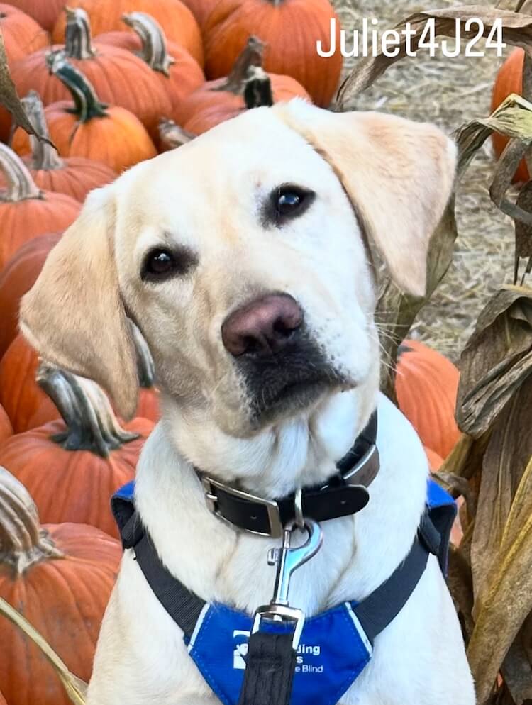 Yellow Lab Juliet poses with a cute head tilt in front of a display of pumpkins