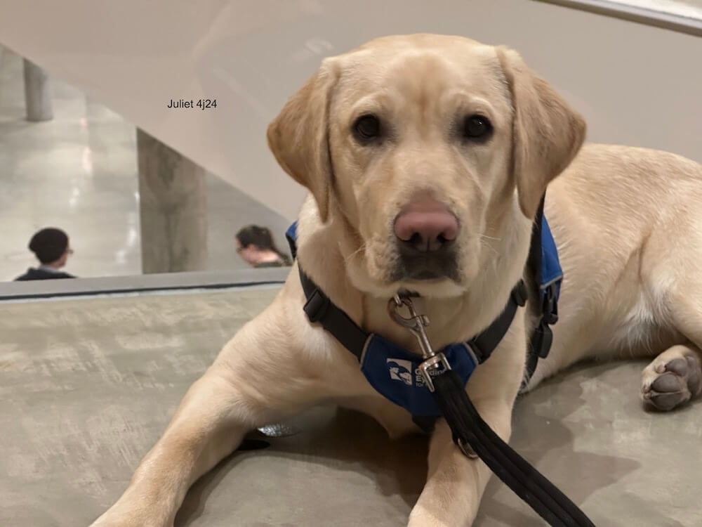 Pup Juliet looks to the camera while in a down position