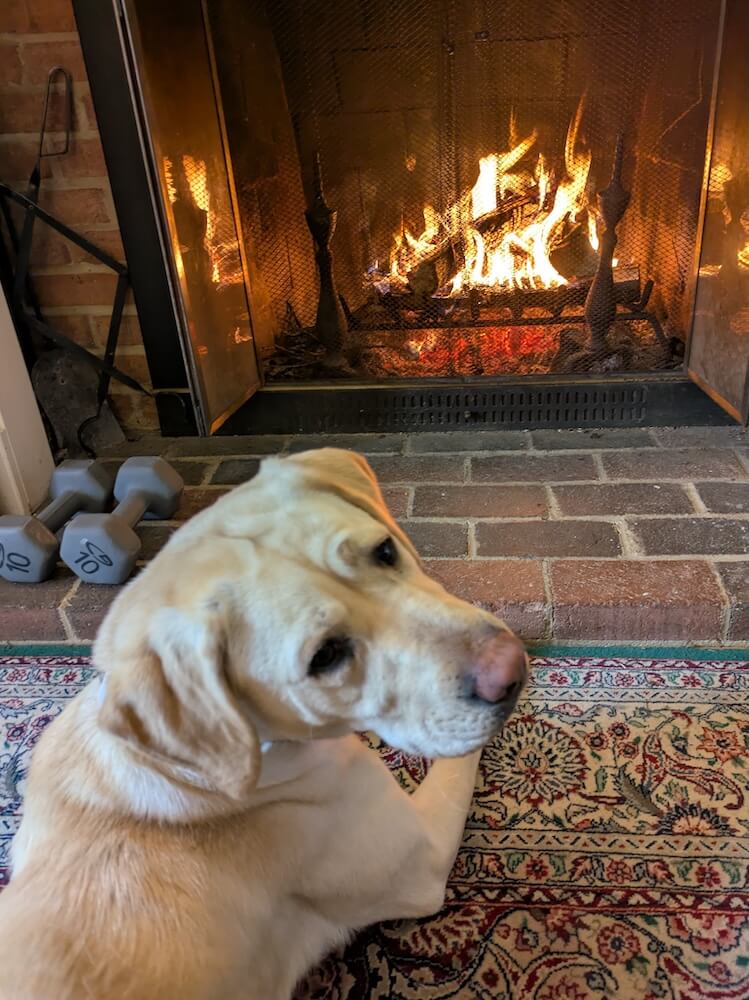 Mia looks back over her shoulder as she lies in front of a relaxing warm fireplace