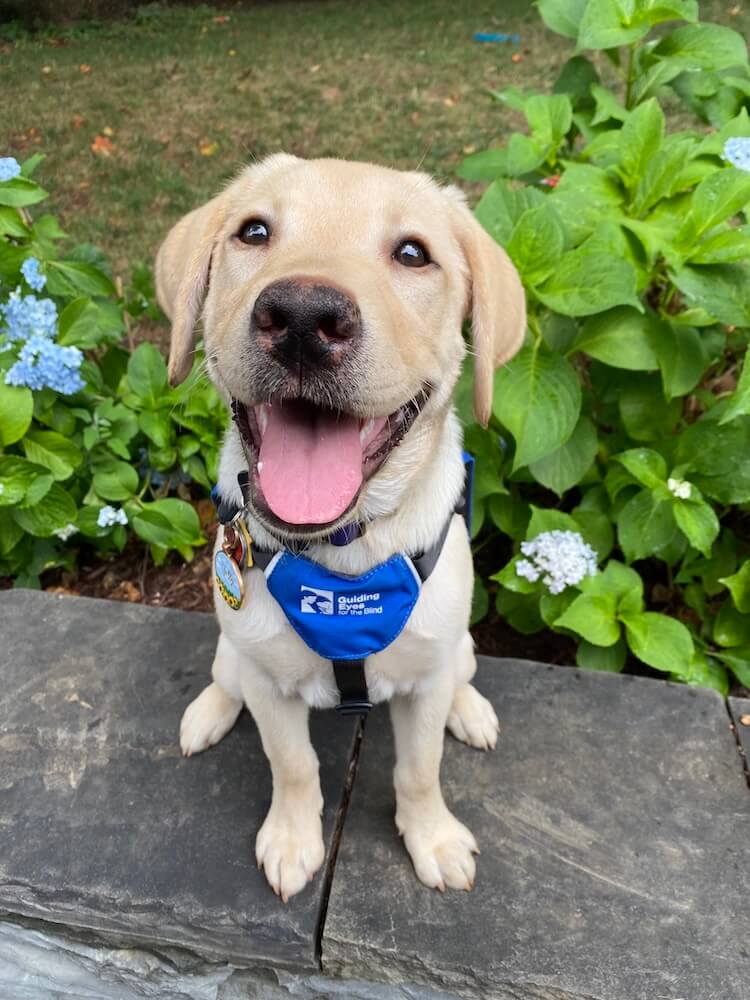 Happy yellow pup Jolly sits with a big open mouth smile