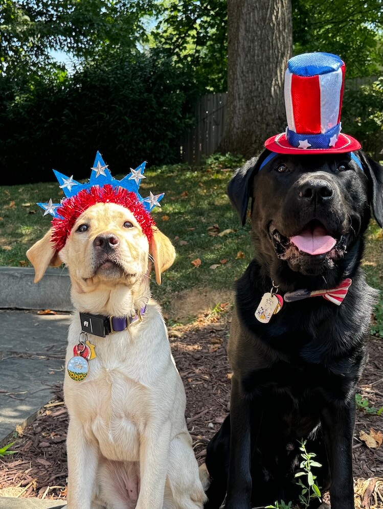 Yellow pup Jolly wears a patriotic crown while a black lab wears a red white & blue top hat