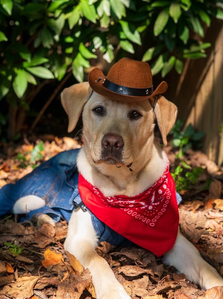 Yellow pup Jolly lies in a shaded area wearing a brown cowboy hat, red bandana and denim looking seriously at the camera