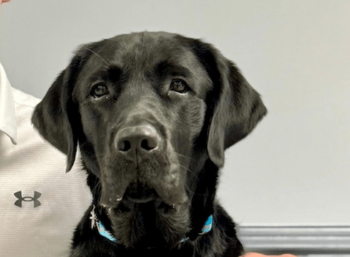 Headshot of black Lab guide dog Finnegan