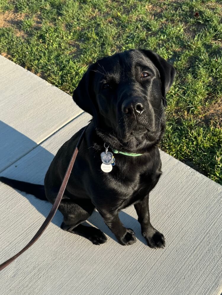 Black lab puppy Finnegan looks up from sitting on a sunny sidewalk