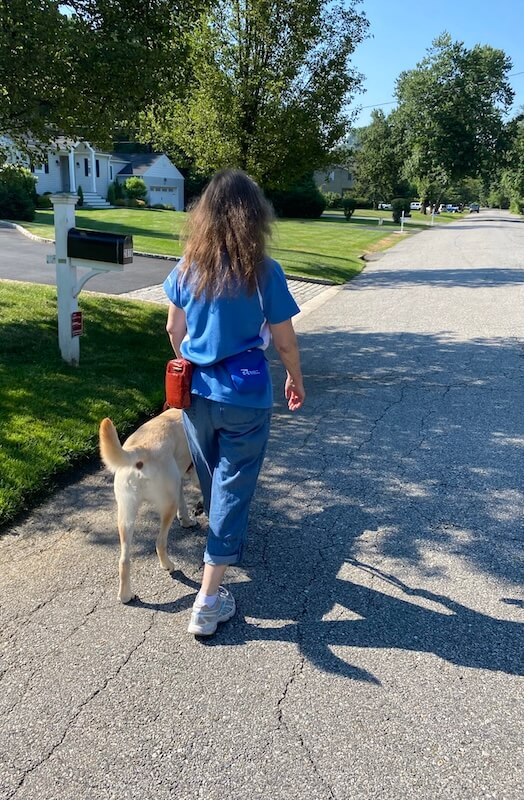 From a position behind them, Janet walking with guide dog Theo, a yellow Labrador retriever wearing a harness, along a suburban residential street with lawns and houses.