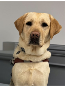 Yellow guide dog Jolly closeup in harness