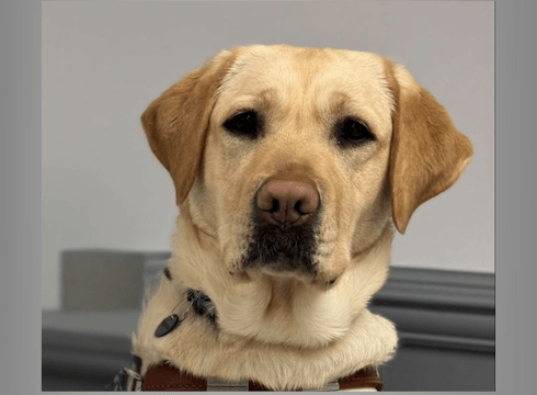 A headshot of yellow Lab Jolly in guide dog harness
