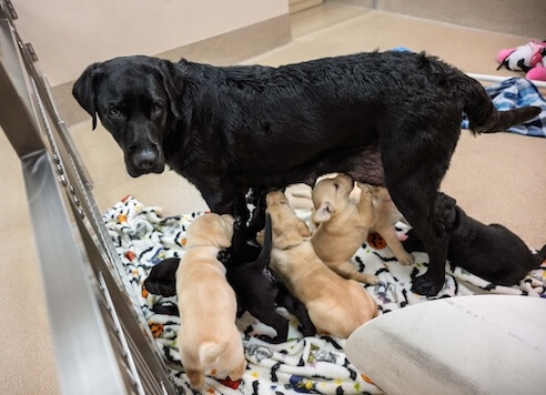 Black Lab Royal stands on a colorful blanket while her litter of black and white puppies eagerly try to nurse despite the position