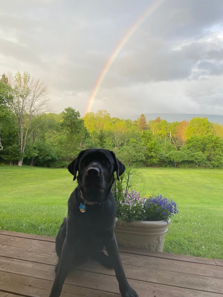 A rainbow lights up distant sky beyond trees as Owen sits on a deck in foreground