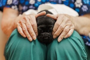 Closeup of a tiny black puppy on a woman's lap and her hands on either side of the pup's head for gentle massage