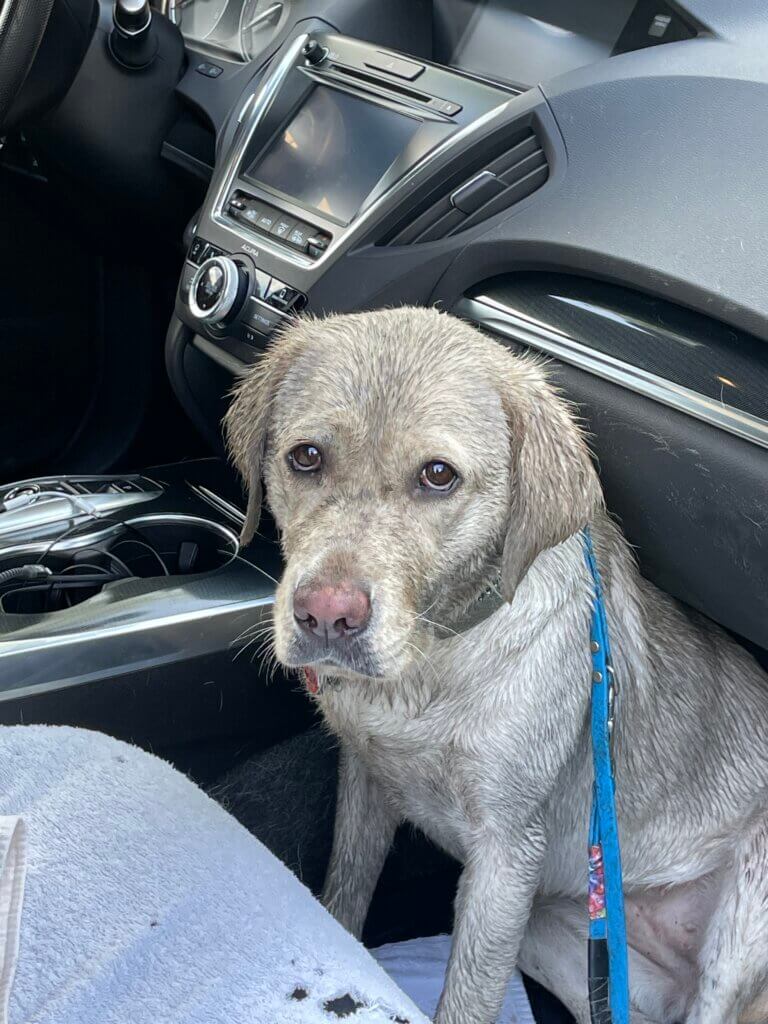 Abilene has a wary expression stained gray with mud as she sits in the footwell of a car