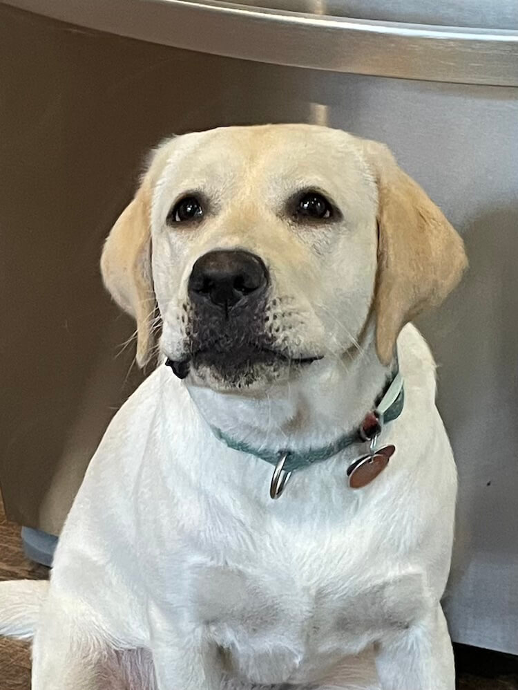 A close up of yellow pup on program Abilene