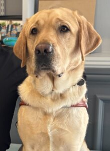 Yellow Lab Austin sits up proudly in harness