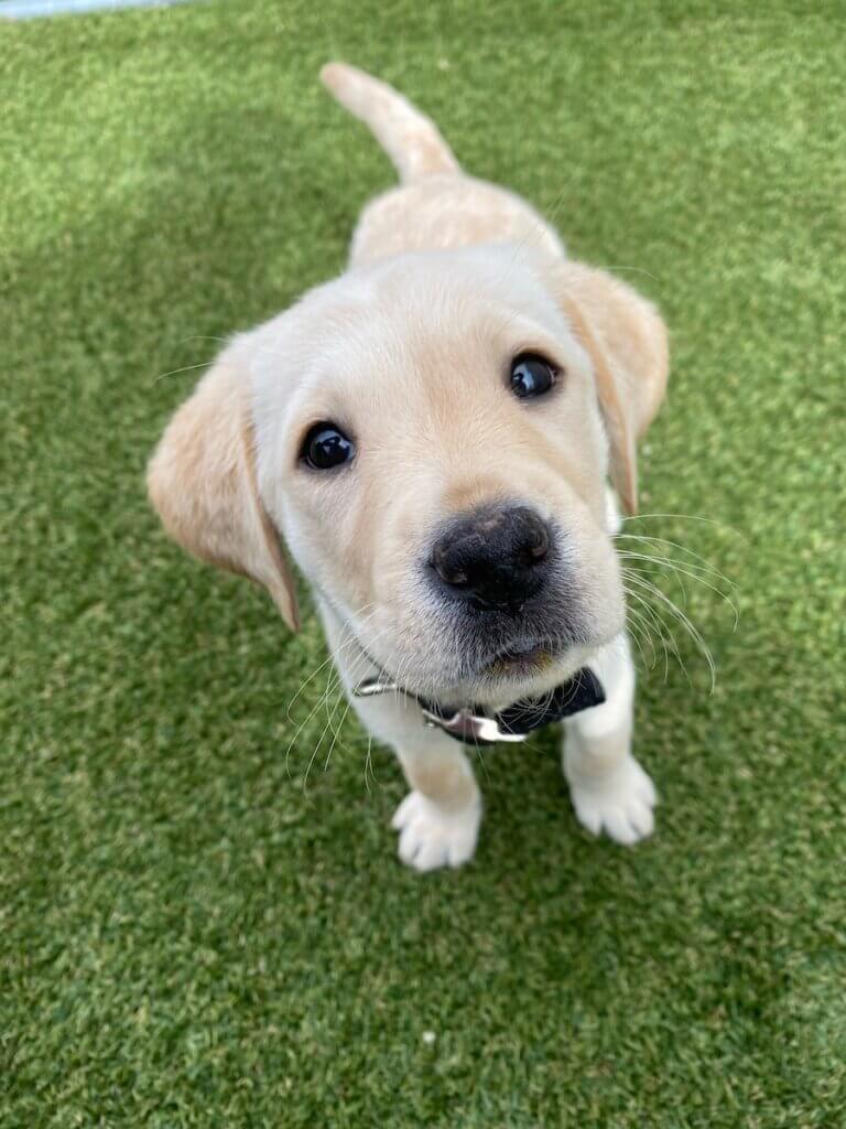 Yellow Labrador Retriever puppy, Odette, stands on green grass, looking up at the camera with wide eyes and a curious expression.