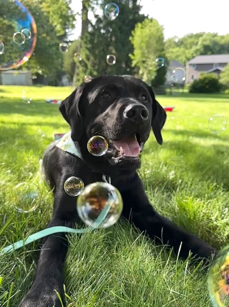 Vader wears a happy expression, lying in the grass while bubbles float in front of him
