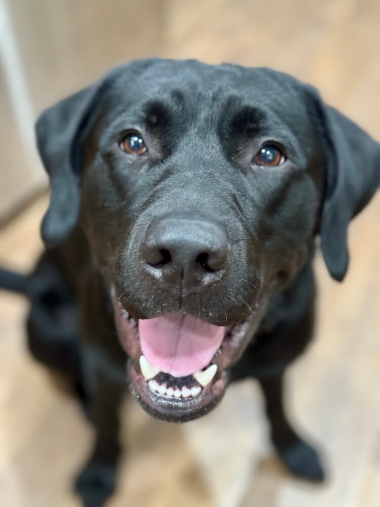 In a close up, black Lab Vader has a big happy smile