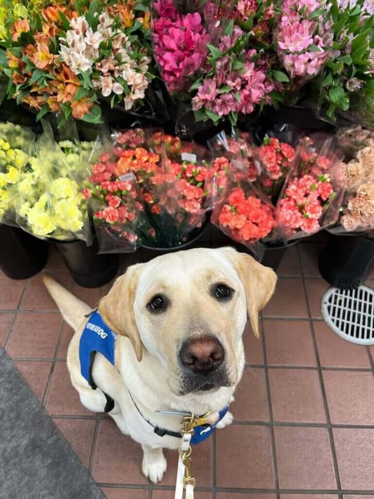 Yellow Lab Odette in a blue future guide jacket sits on a tiled floor in front of colorful flower bouquets, looking up at the camera.