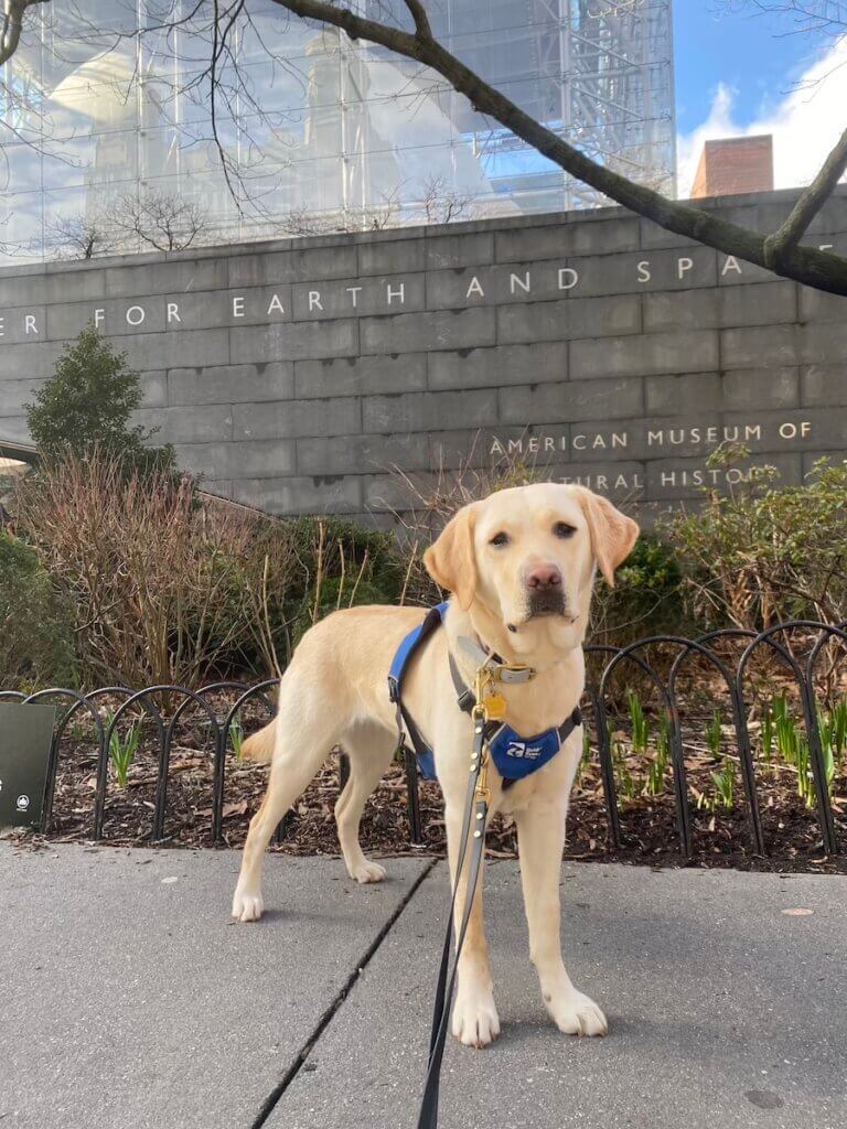 Yellow Lab pup on program Odette stands in front of a wall reading “American Museum of Natural History” with a glass building behind.