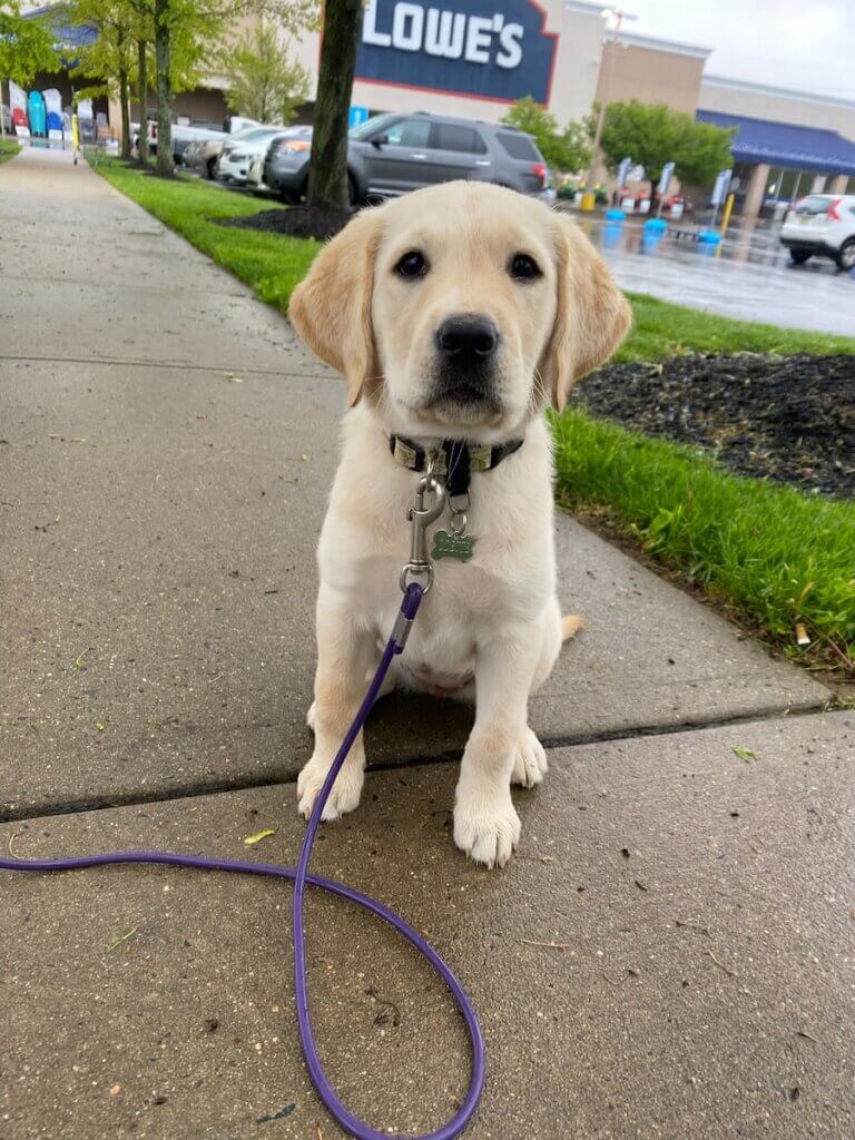 Yellow Lab puppy Odette sits on a wet sidewalk, wearing a collar and leash, with a Lowe’s store and parked cars in the background on a rainy day.