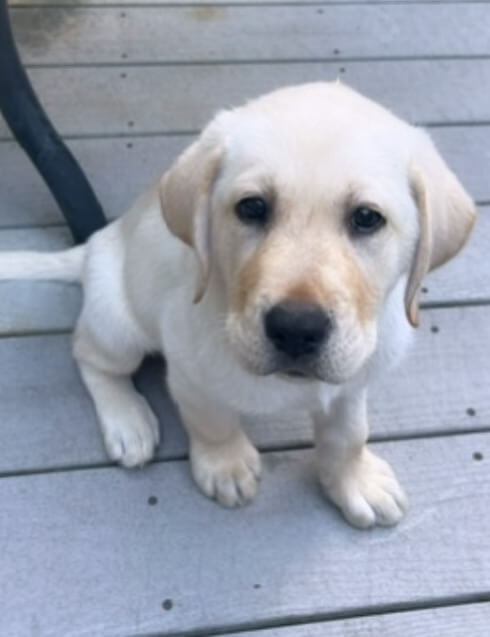 Little light colored yellow puppy Moose sits on a painted wood floor and looks up apprehensively