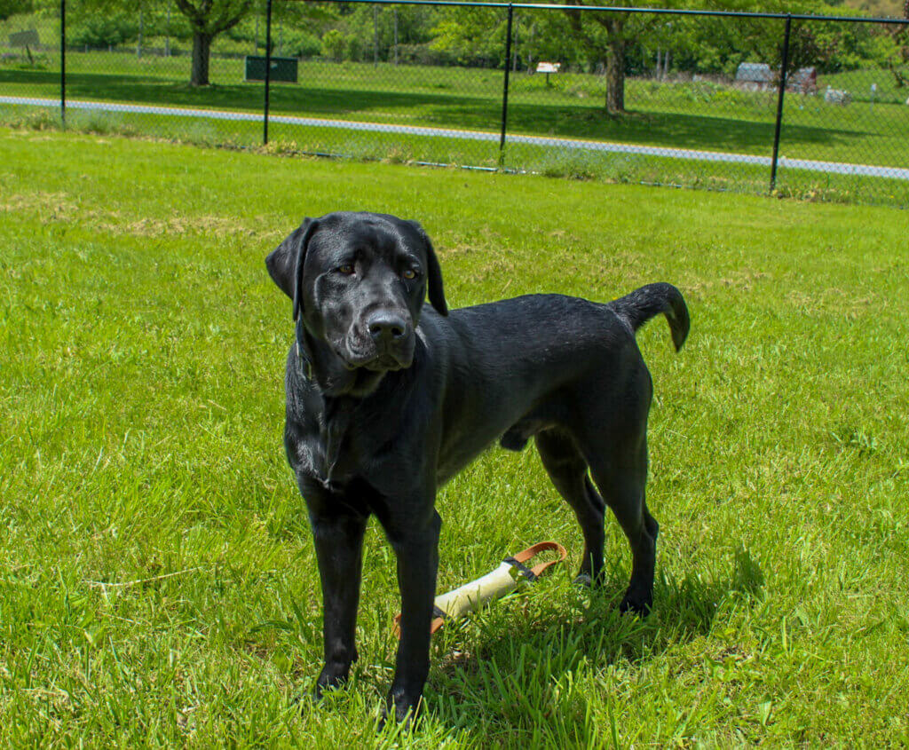Black Lab pup Tanner stands and looks into the distance in a bright green grassy area.