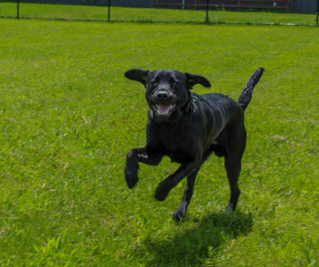 Young pup Tanner frolicks on a grassy area.