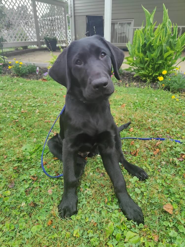 Little black pup Omar sits on the lawn with a serious expression