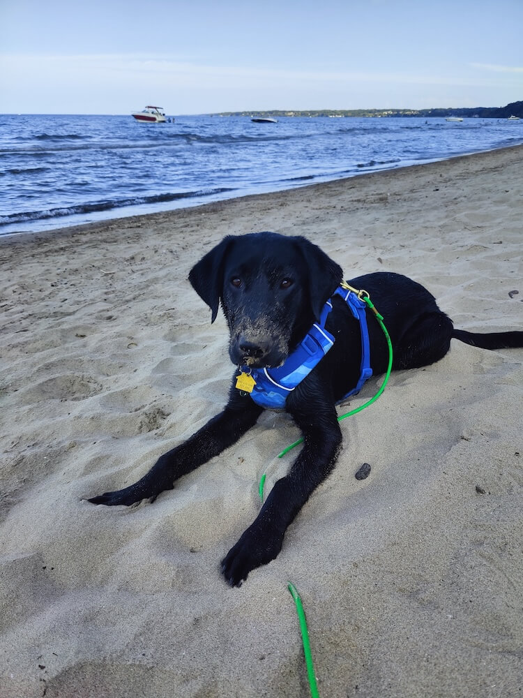 Omar has legs stretched out in front as he lies on an ocean beach in a blue harness