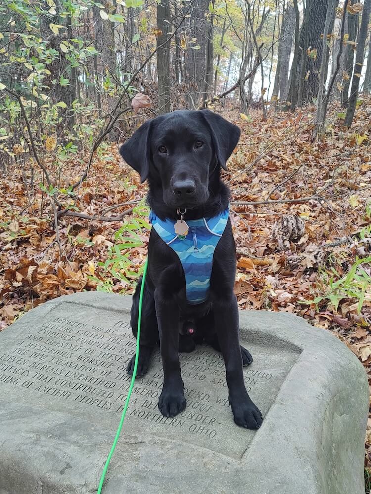 Black Lab Omar in a blue harness, sits on an inscribed rock mentioning Northern Ohio, in a wooded area