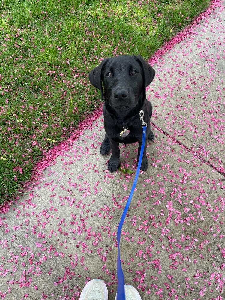 Little black puppy Dundee sits on a sidewalk covered in the fallen pink petals in spring