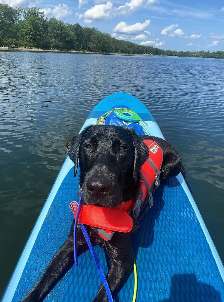 Dundee relaxes in a red life jacket on a blue stand up paddle board on calm waters
