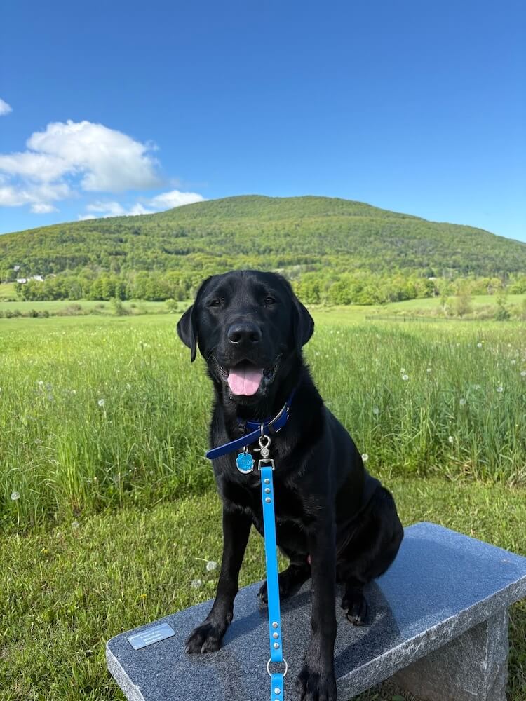 Older pup black Lab Dundee sits proudly on a stone bench in a grassy field of rolling hills