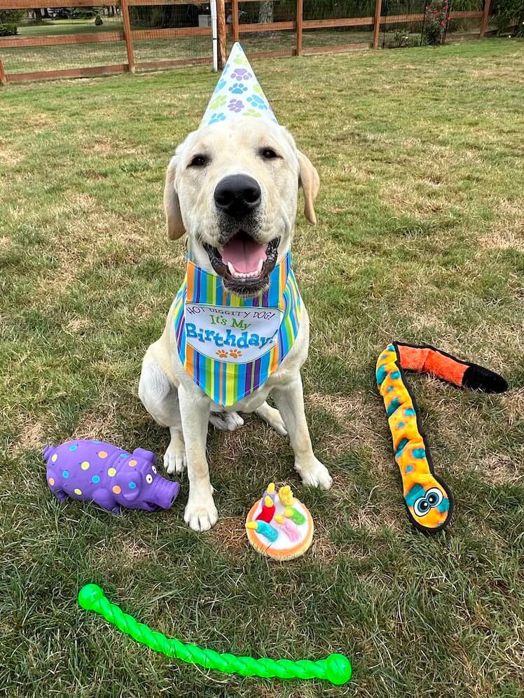 Anderson is a happy pup on his birthday, wearing a festive paw print hat and bib surrounded by toys and a treat