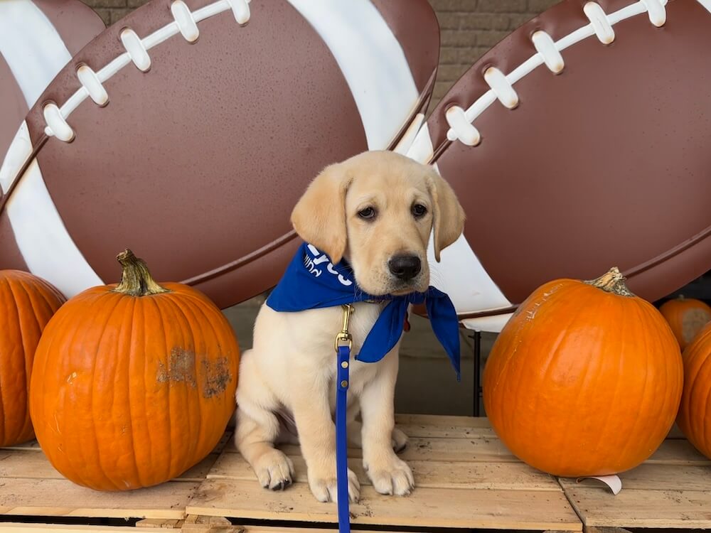 Little pup Anderson in blue bandana sits with pumpkins and giant footballs with a furrowed brow that speaks volumes