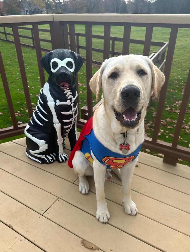 Anderson happily wears a Superman costume in front of a black pup wearing a skeleton costume