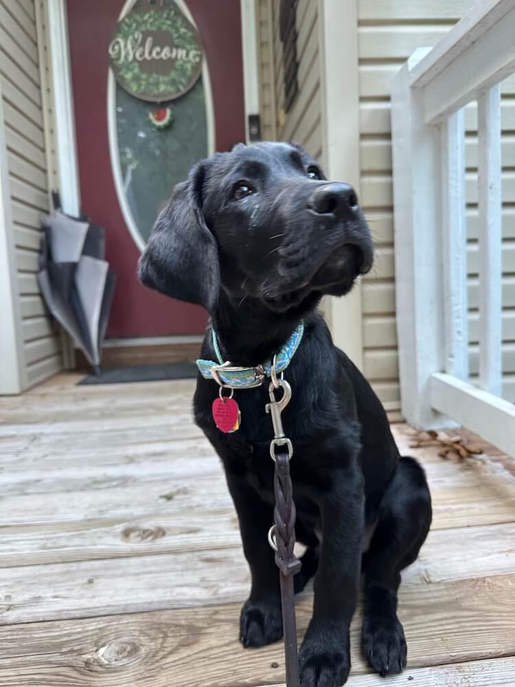 Black pup Sparky strikes a mature pose on a front step of a home
