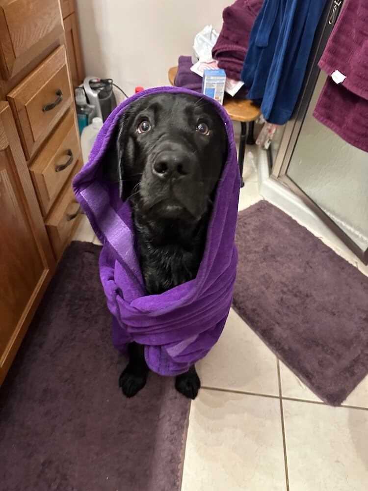 Black pup Sparky has a purple towel wrapped around him in a bathroom area