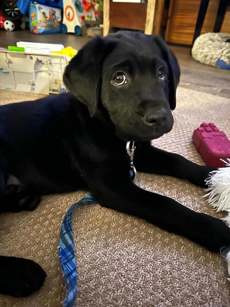 Little black puppy Bono lies on a rug and looks up with big brown eyes