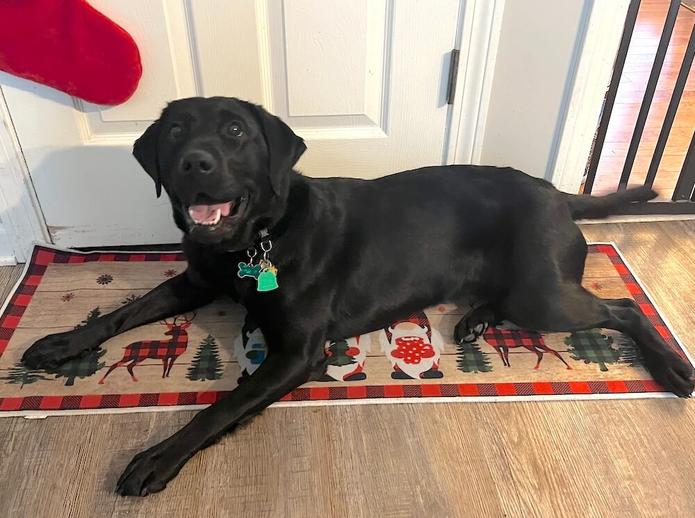 Pup on program Bono lies on a Christmas mat with a happy expression