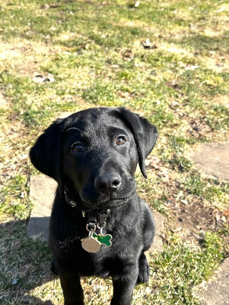 Pup Bono sits outside and looks up with an inquisitive expression