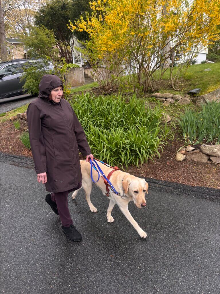 Janet is bundled against the wet weather as she walks with guide Anderson down a street