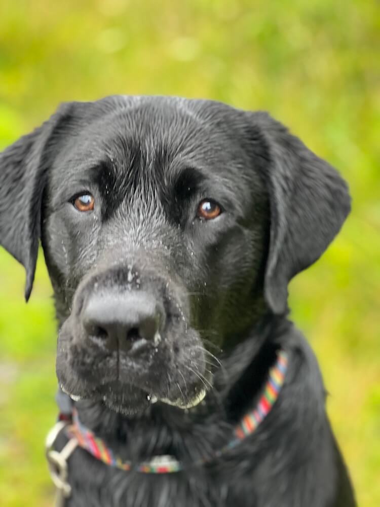 a close up of pup Poncho who's been playing outside in a grassy area
