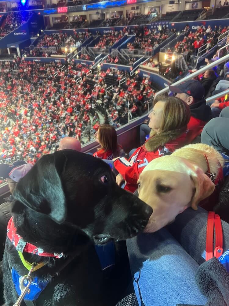 Poncho turns to find himself nose to nose with a yellow lab as they are in a packed stadium