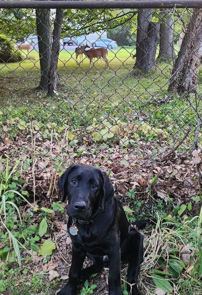 Young pup Quirrel sits inside a fence obediently as a small herd of deer graze beyond in another yard